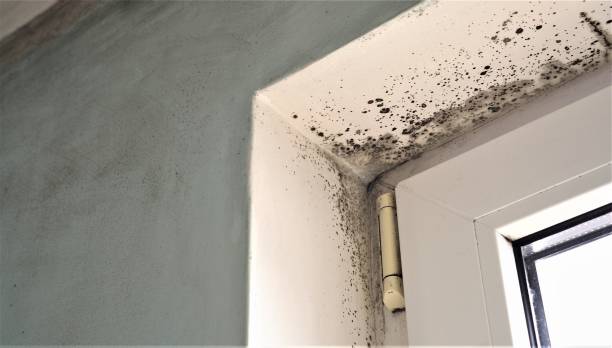 Best Water Damage & Mold Remediation  in Banner Elk, NC