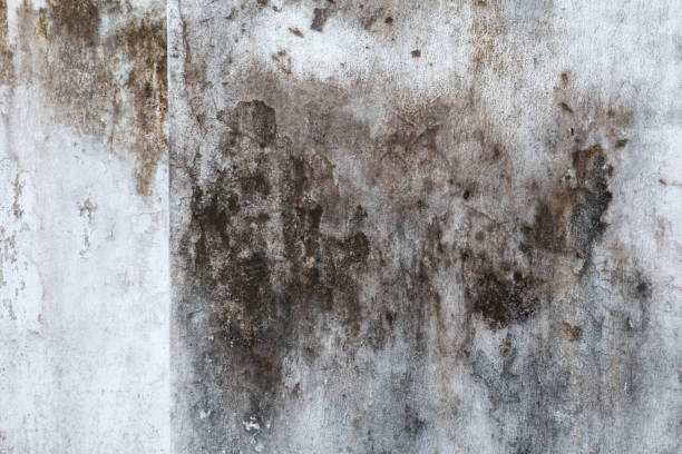 Best Black Mold Removal  in Banner Elk, NC