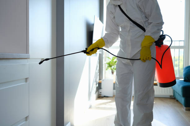Best Basement Mold Removal  in Banner Elk, NC