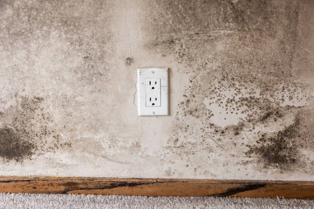 Best Commercial Mold Inspection  in Banner Elk, NC