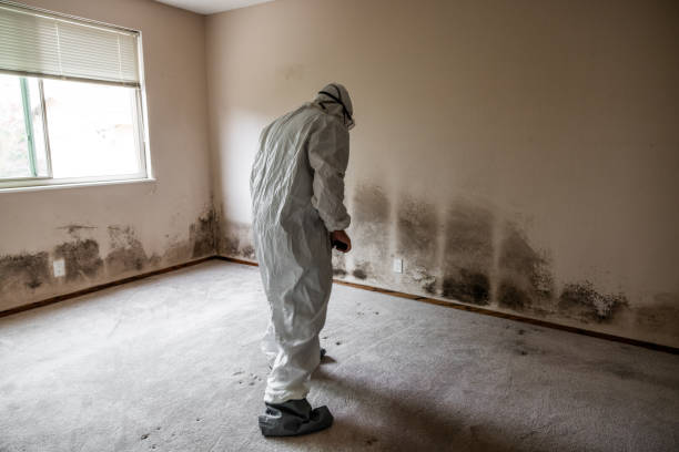 Best HVAC Mold Inspection and Cleaning  in Banner Elk, NC