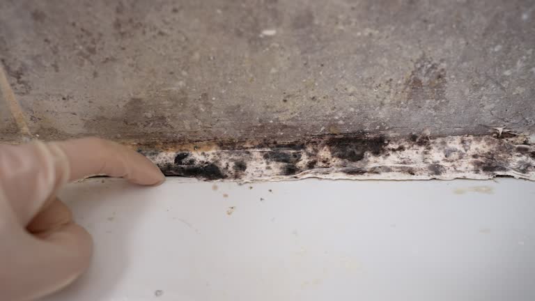 Professional Mold Removal in Banner Elk, NC