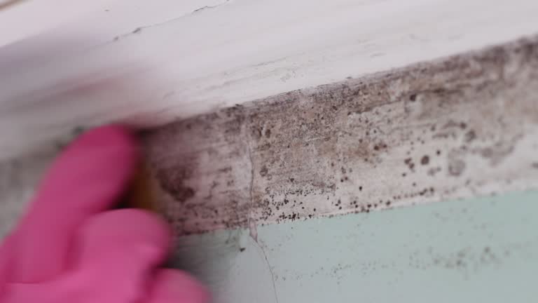 Best Mold-Related Health Consultation  in Banner Elk, NC